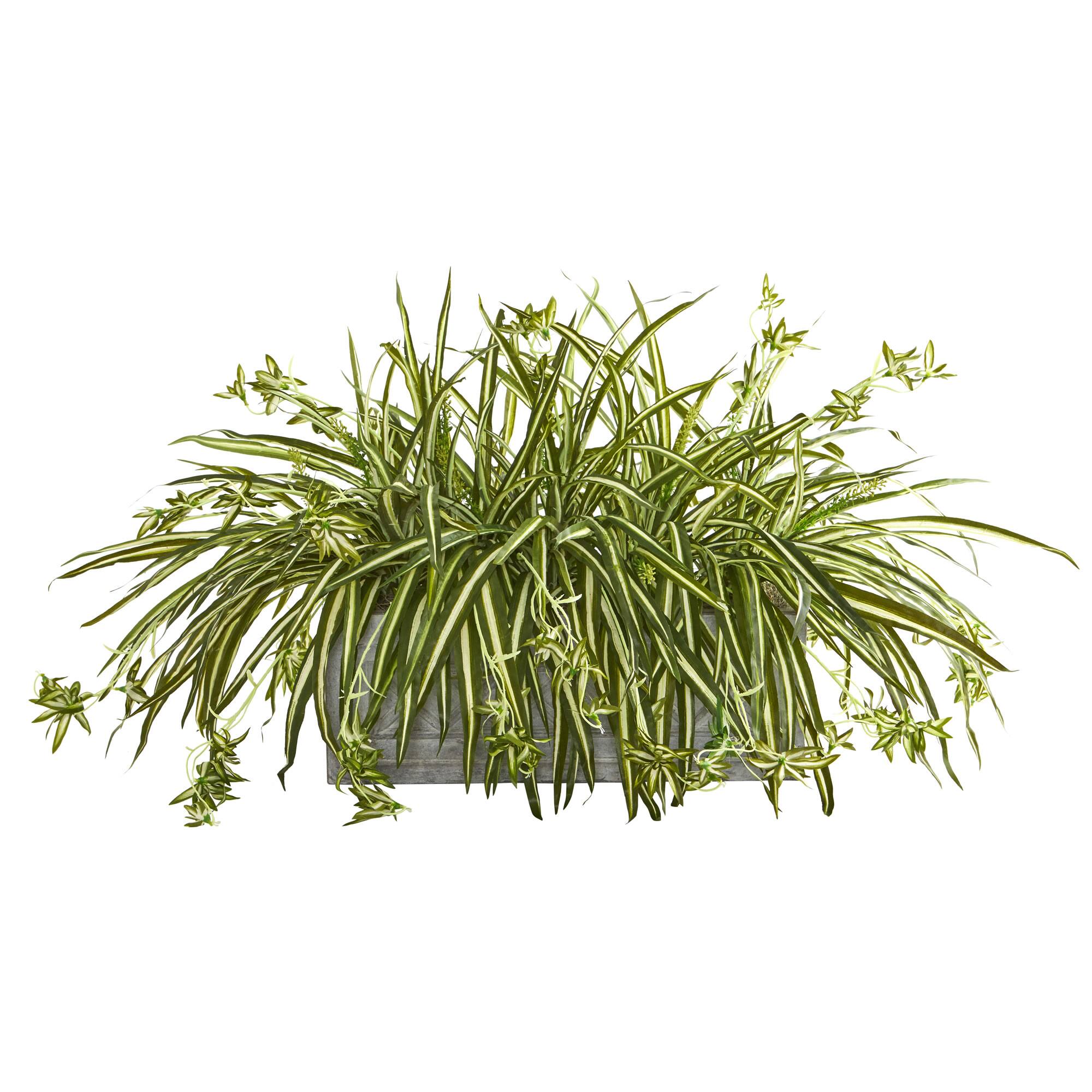3.5ft. Spider Plant Arrangement Plant in Stone Planter